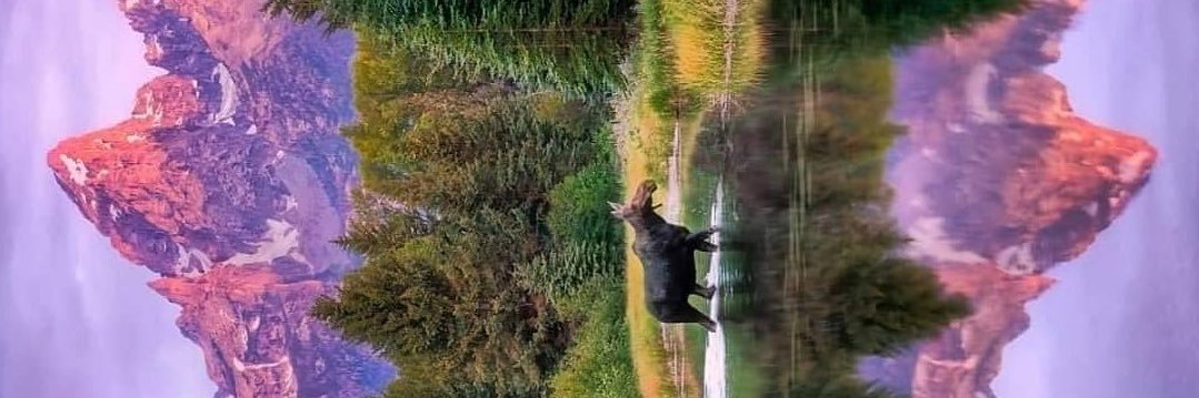 crowcuriosity's profile banner image