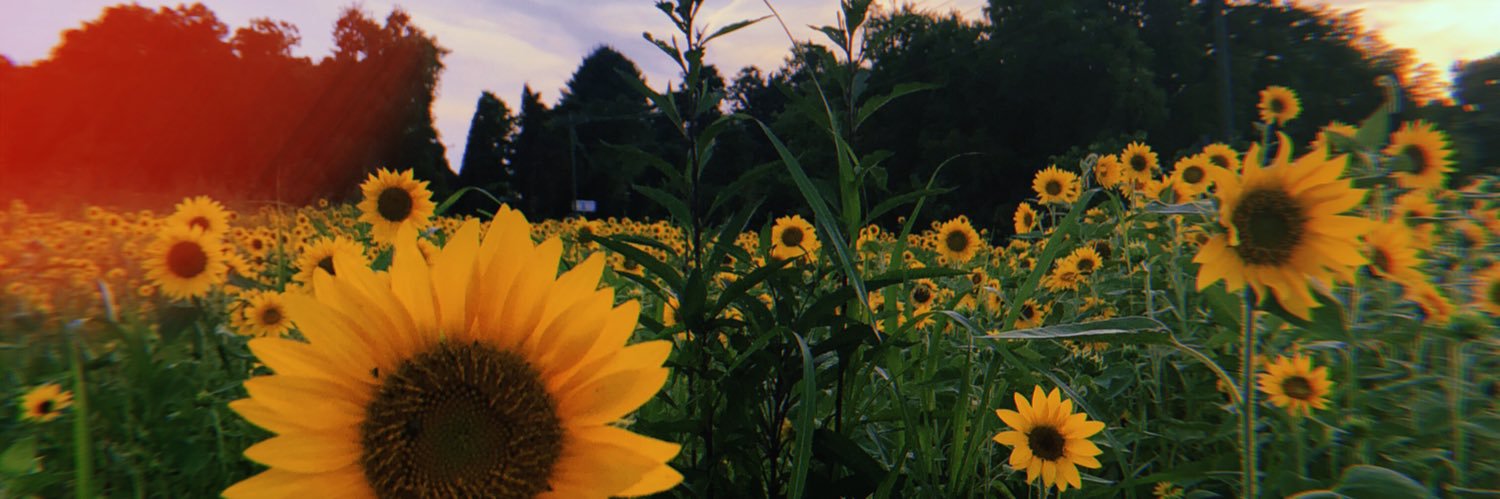 anaelson112's profile banner image