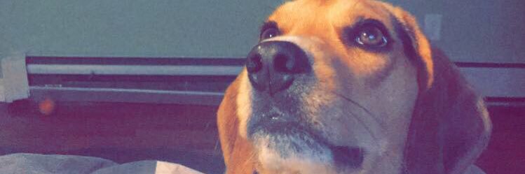 Edin MacGillivray banner