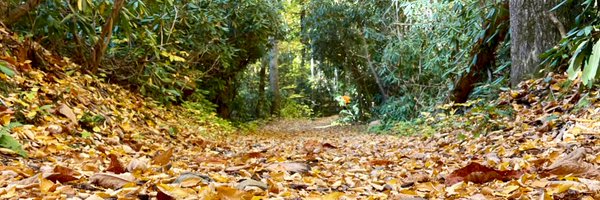 phillycheesin Profile Banner