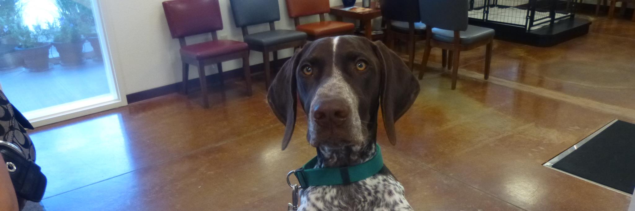 SageVeterinary's profile banner image