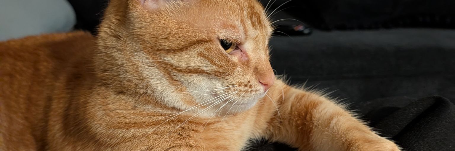 LornaShorty's profile banner image