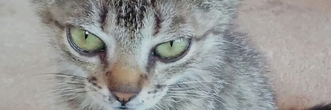 renataramos10's profile banner image