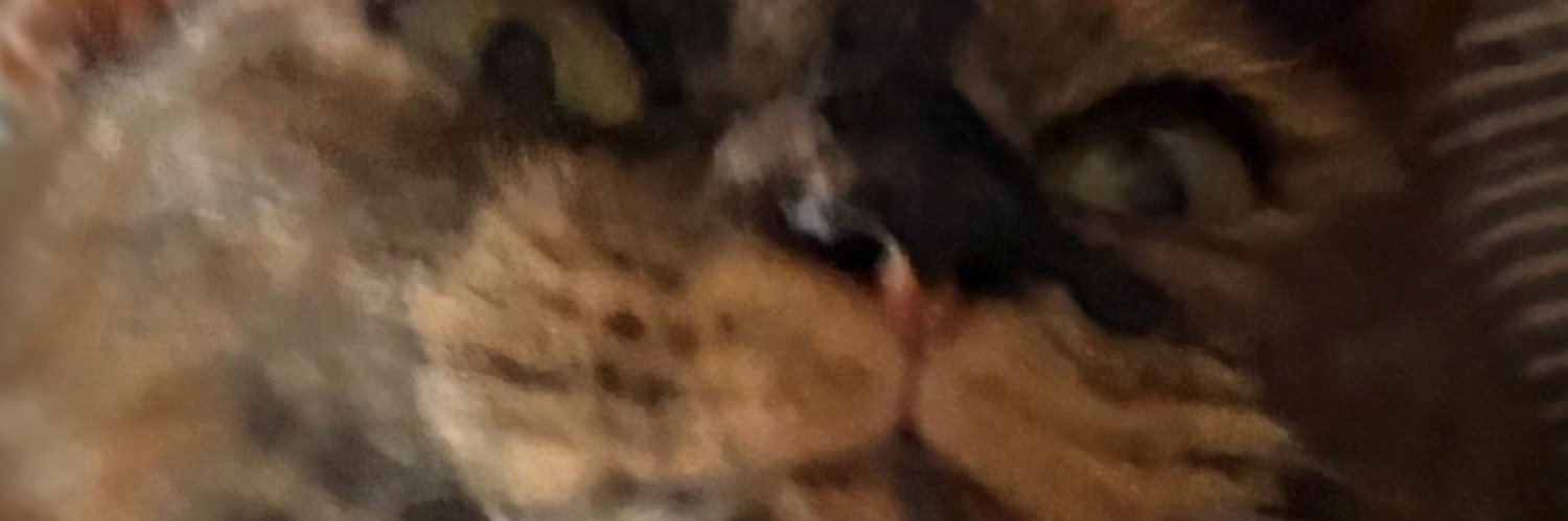 shingo kashiwagi banner