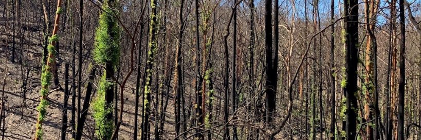 Shane Fitzsimmons banner