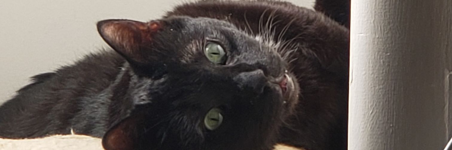 ViestaFox's profile banner image