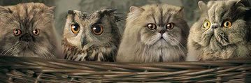 Lenon874's profile banner image