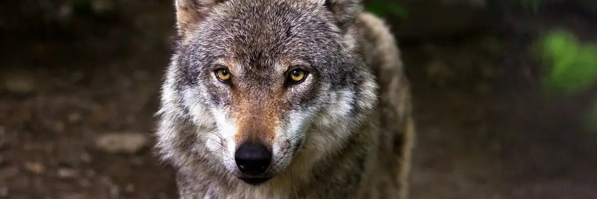 Alphanili's profile banner image