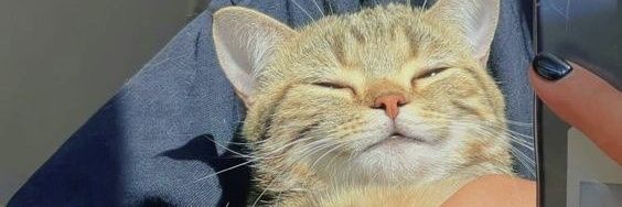 cielozd's profile banner image