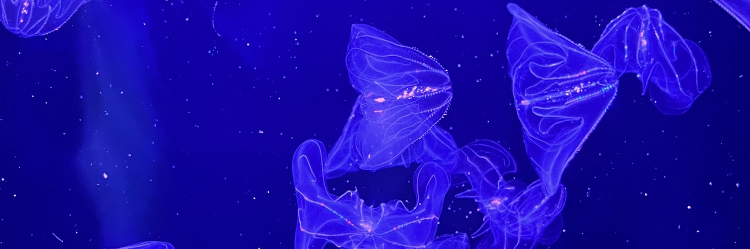 yondaly71's profile banner image