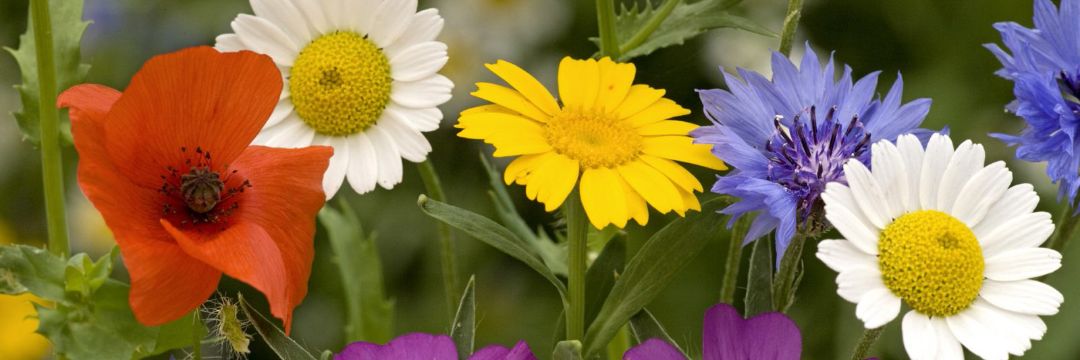 SPMARTA's profile banner image
