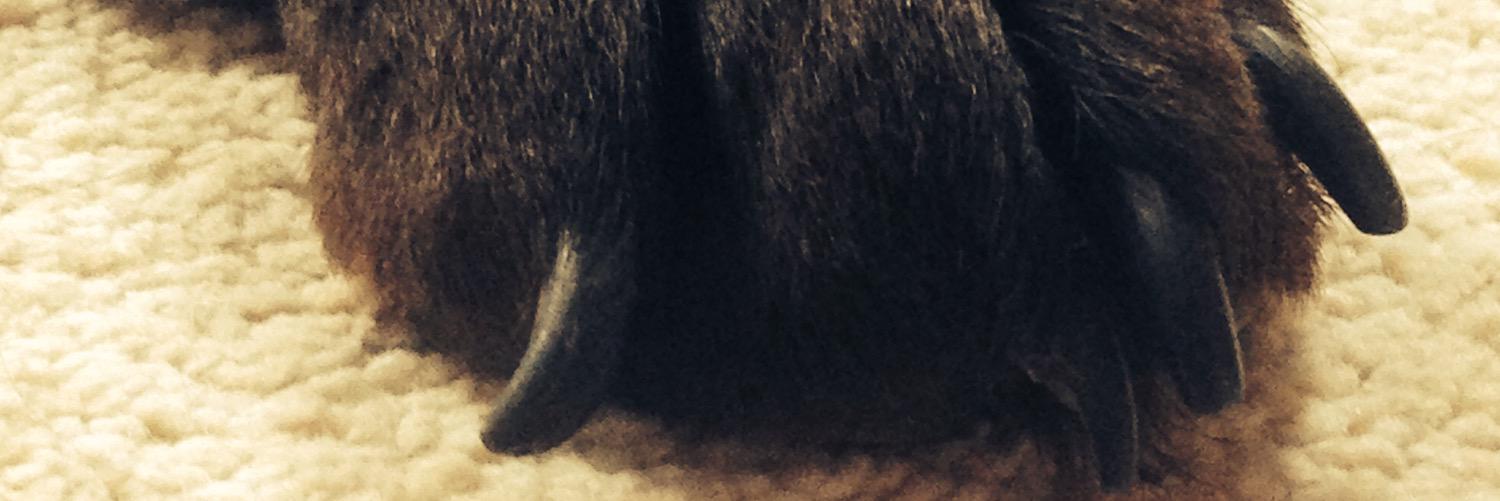 LabraMedic's profile banner image