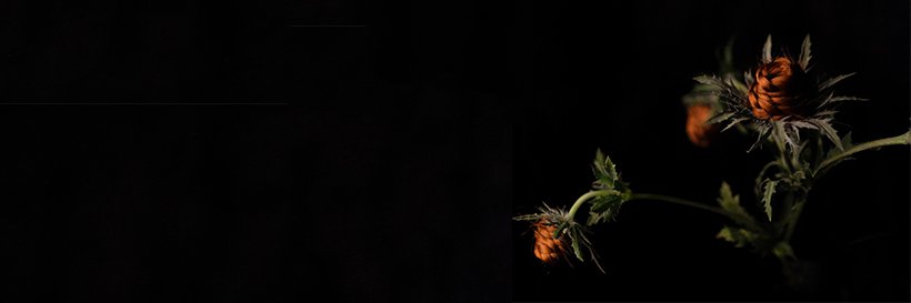 A_Lidman's profile banner image