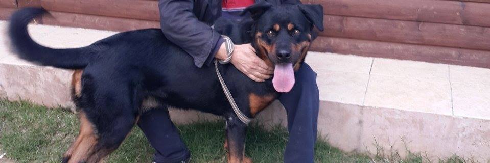 cüneyt saydam banner