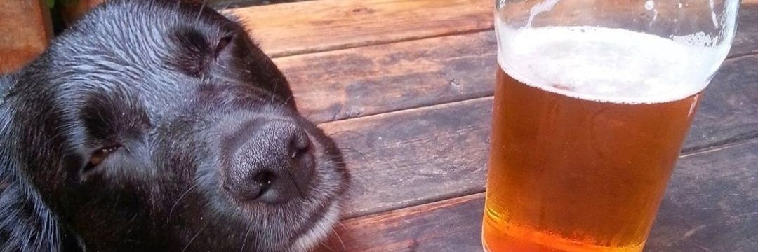 Chris Mousse 🇪🇺 banner