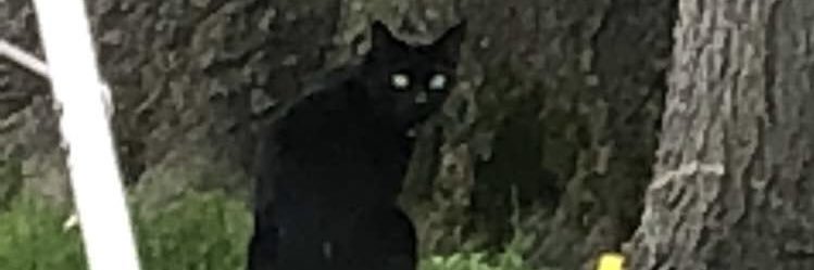 Daemon banner