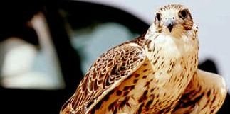 AbdullahAwash's profile banner image