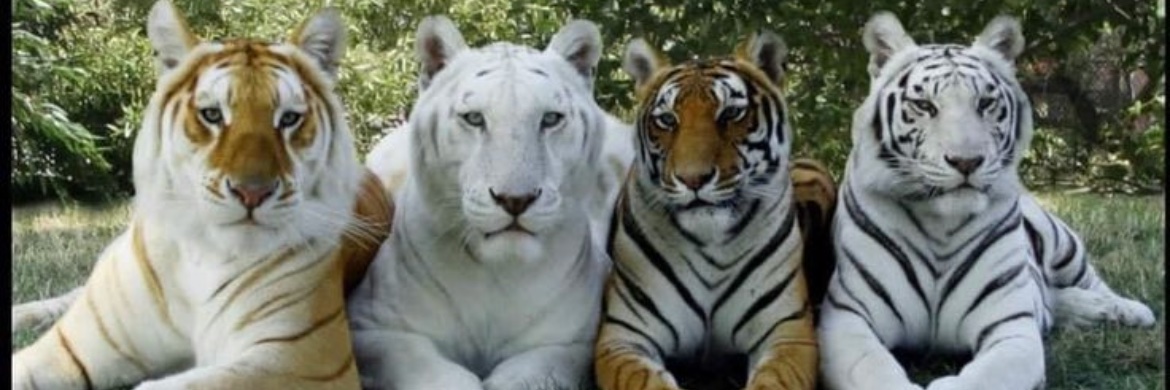 c_ducr's profile banner image