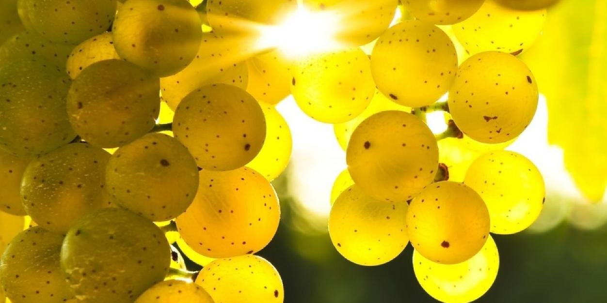 AndrosCommunications banner