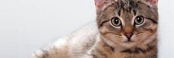 ハッピー&シロ banner