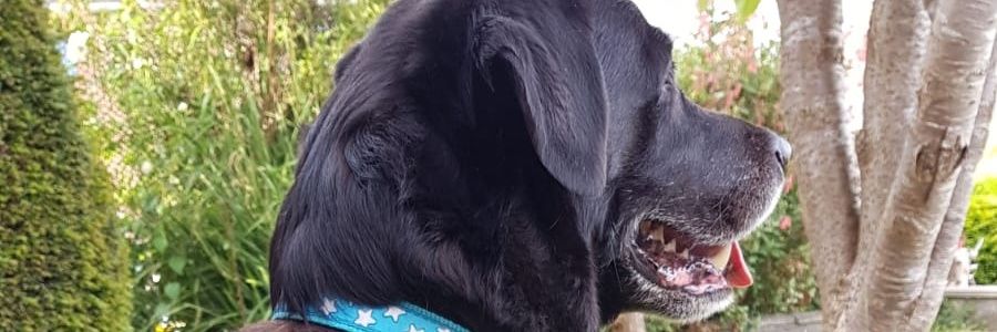 KatieBurleton's profile banner image