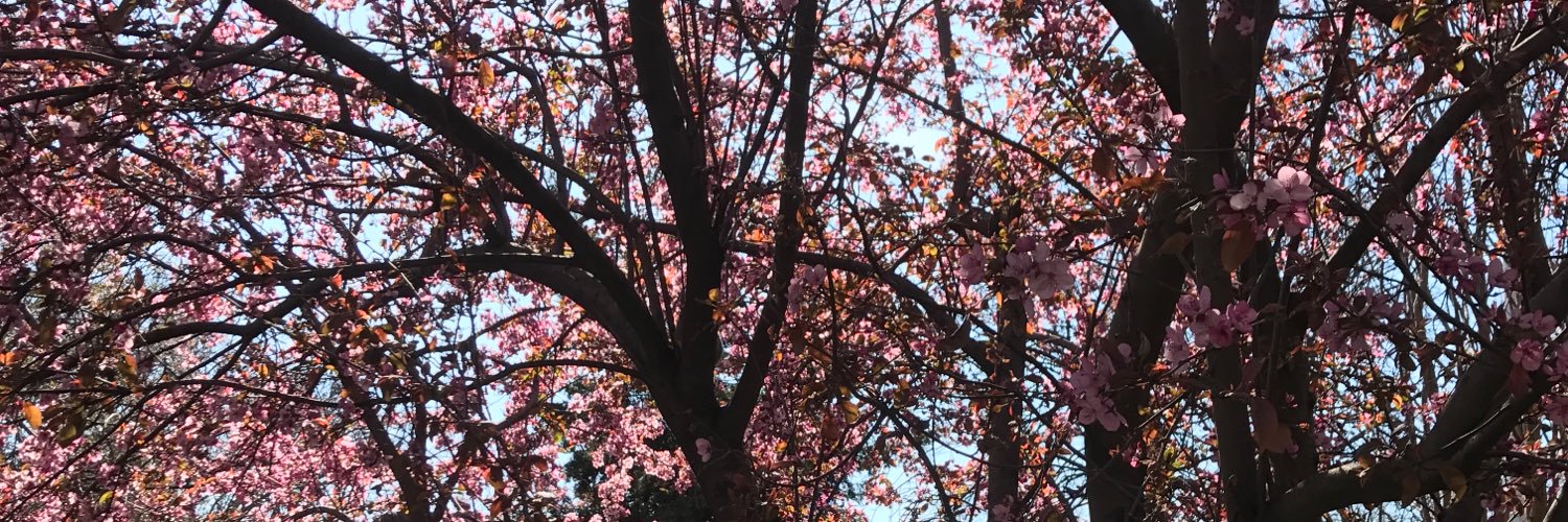 mandyhils's profile banner image