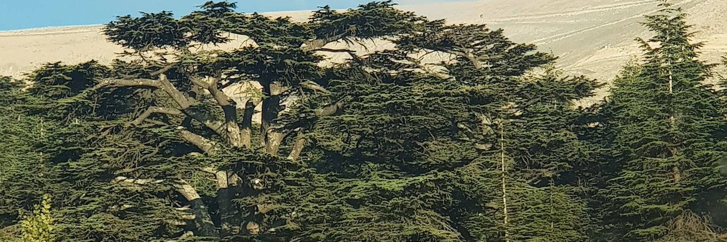 AsfarShadi's profile banner image