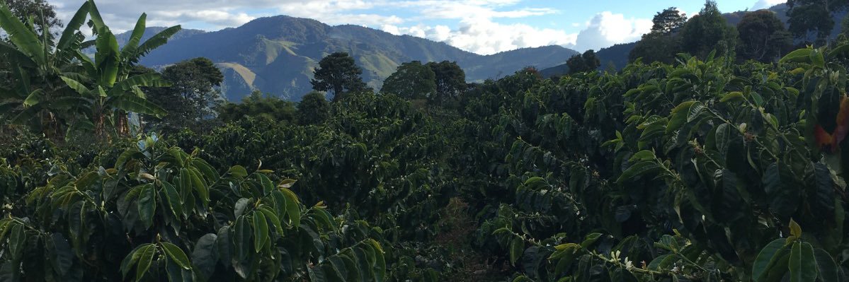 Santiago Pardo banner