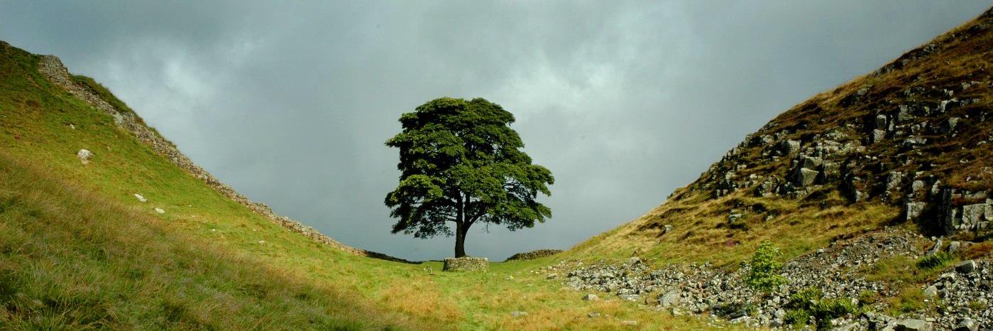 moreHexham's profile banner image