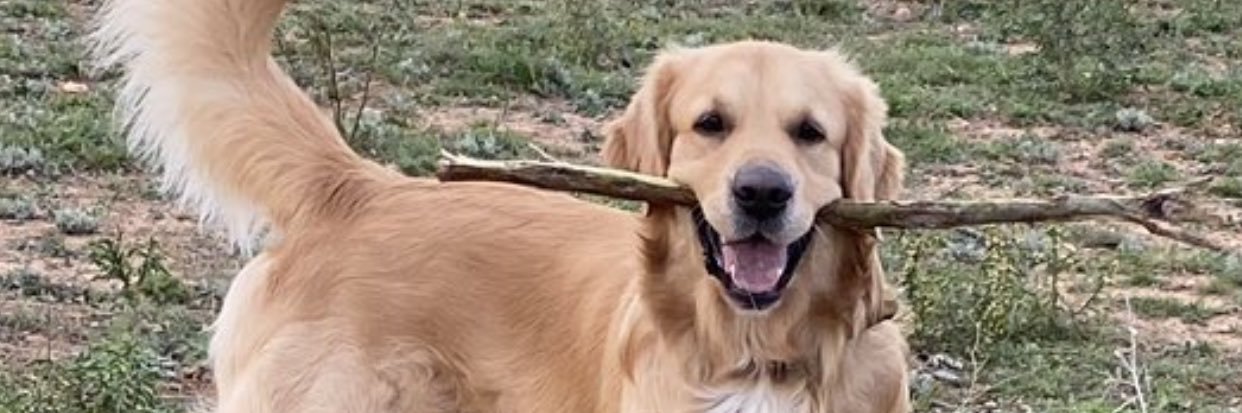 Jack el acoplao banner