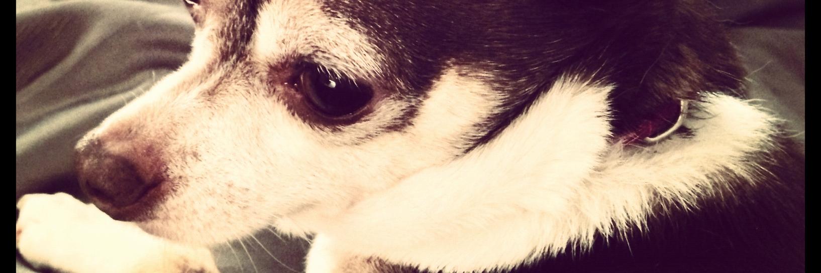 Peppino2005's profile banner image