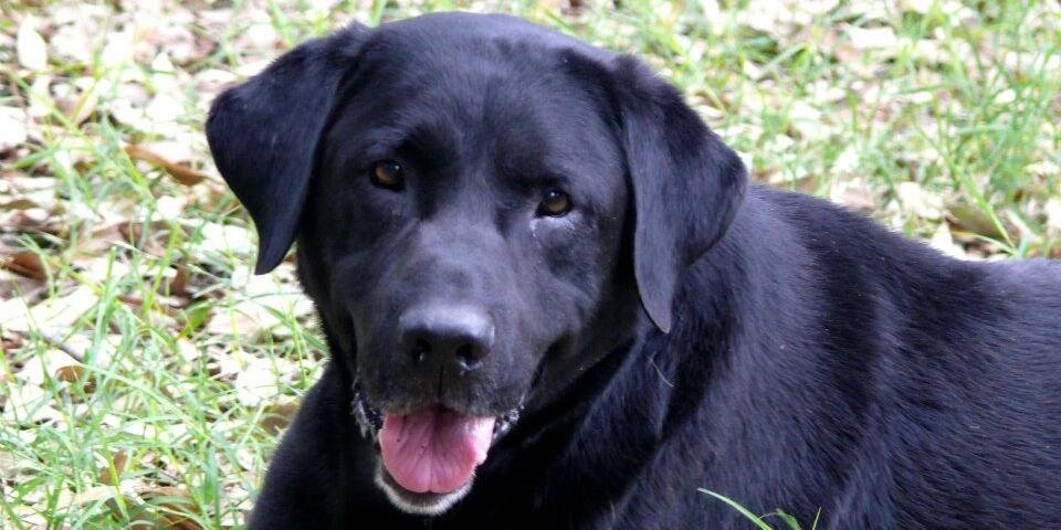 LasDosBirras's profile banner image
