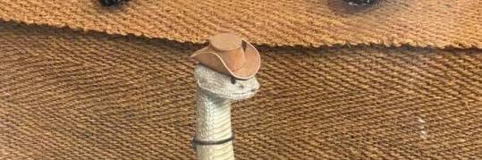 peachy merry cone 🧡 banner