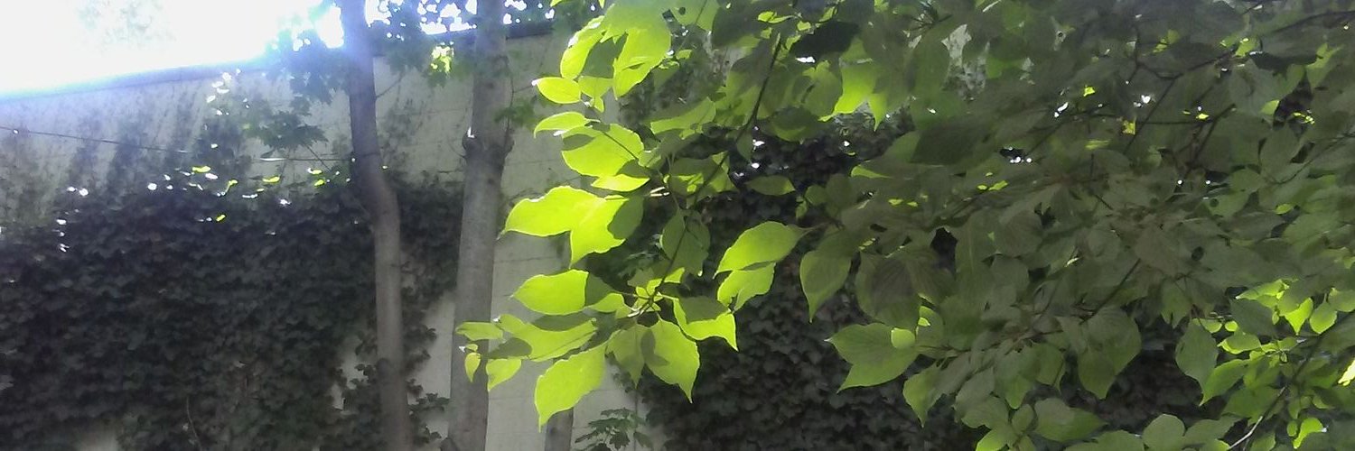 CanopyThreads's profile banner image