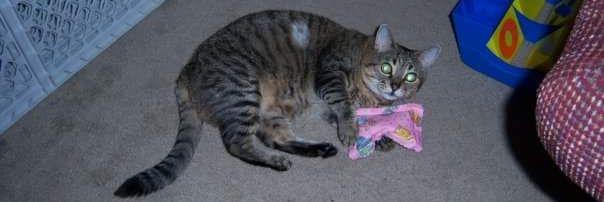 Angel Leishman banner