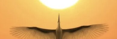 Özel 🇹🇷 banner