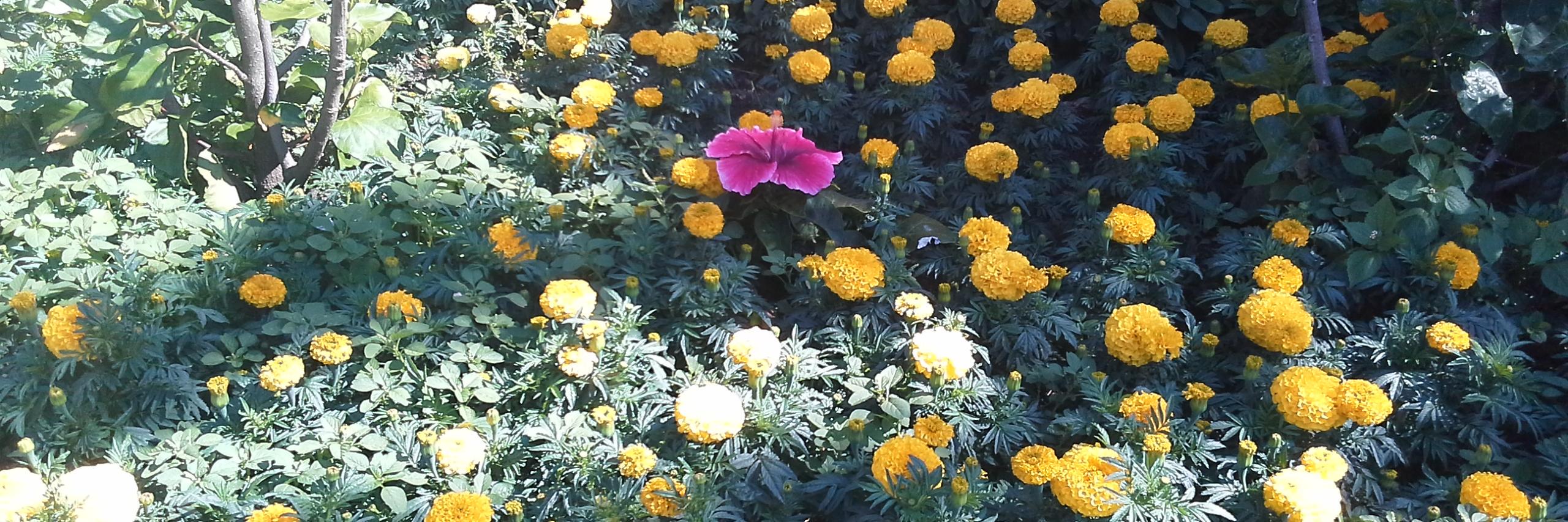 25Nidiaedith's profile banner image