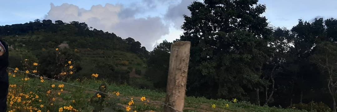 A n i t a 🌷 banner