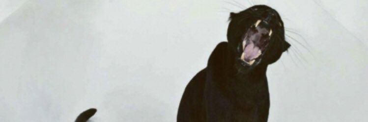 dirtydann's profile banner image