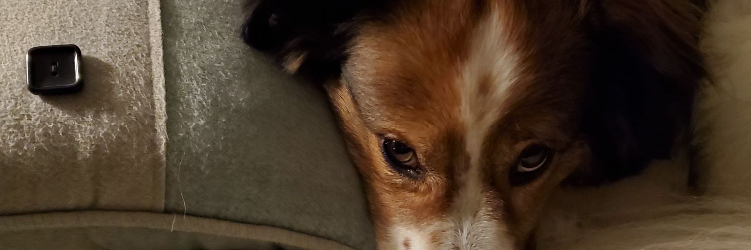 Susanamaria's profile banner image