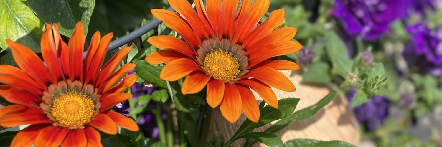 Bridget Colabello banner