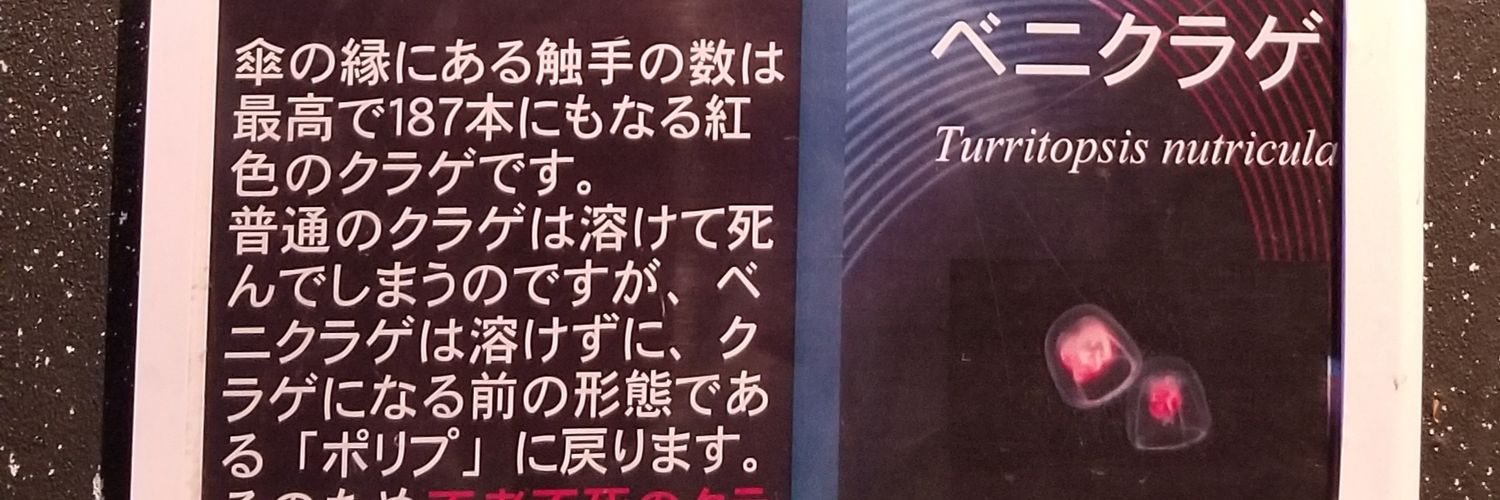 mayuzake's profile banner image