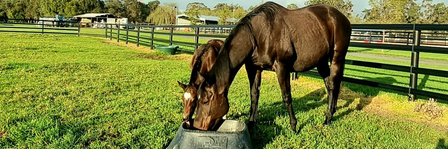 Duncanequine's profile banner image