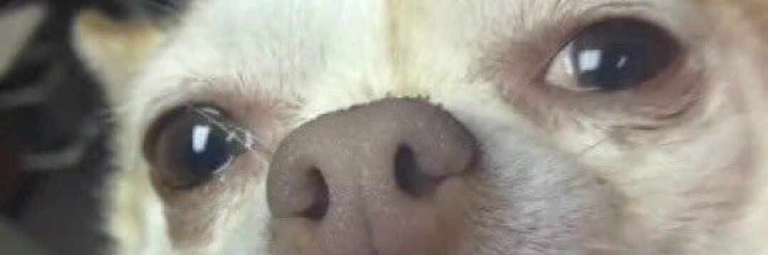 mirrrwolf's profile banner image