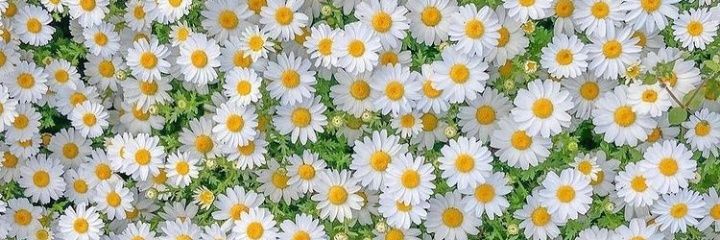 valentinadom18's profile banner image
