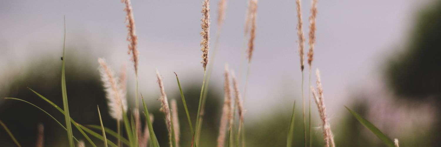 SestoJane's profile banner image