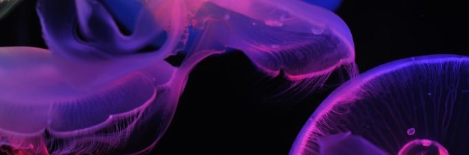 AlohaNick626's profile banner image