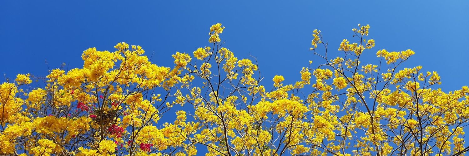 Κάμιλος banner