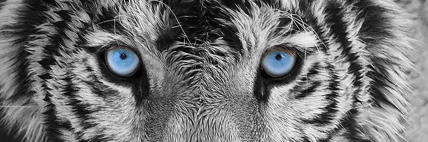 ozanfidann's profile banner image