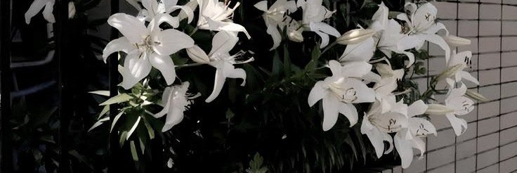 vouzmc's profile banner image